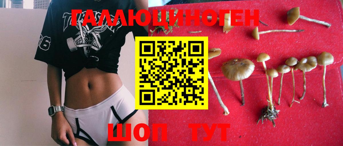 наркотики  Галлюциногенные грибы MAGIC MUSHROOMS  Вход с VPN  Волгодонск  Псилоцибиновые грибы Psilocybe 